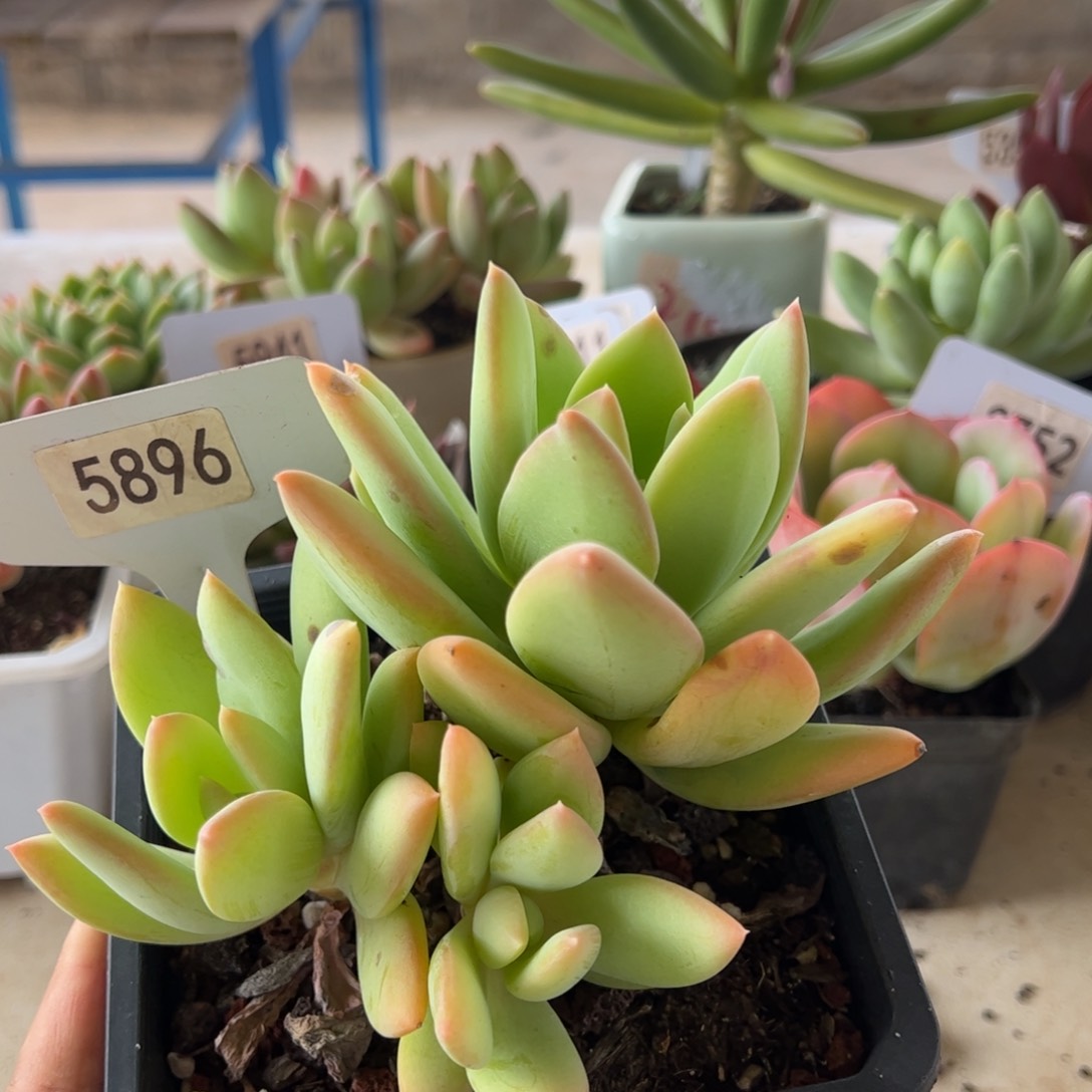 【闪购商品】海洋之心。5896。 11111111