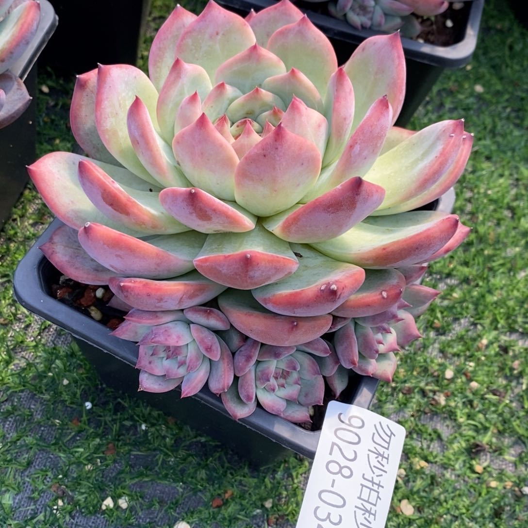 勿秒拍秒退 9028-34卡罗拉