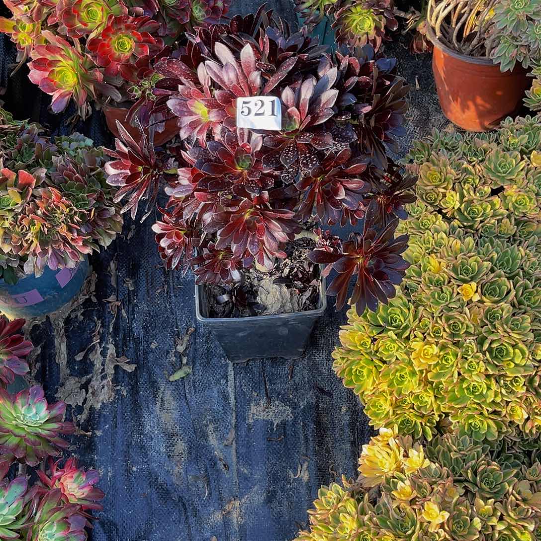 墨法师多肉1-40包邮