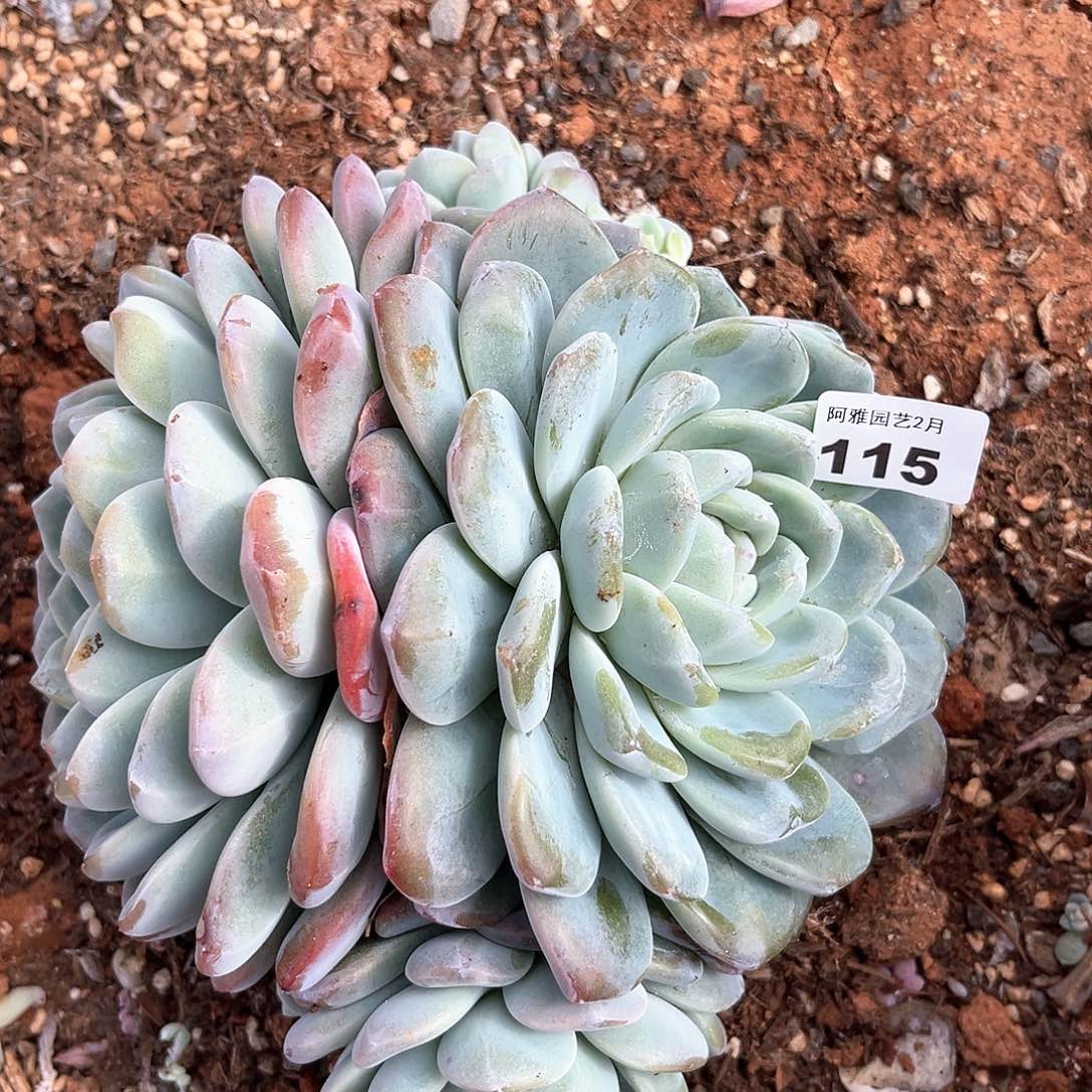 阿雅园艺。    115