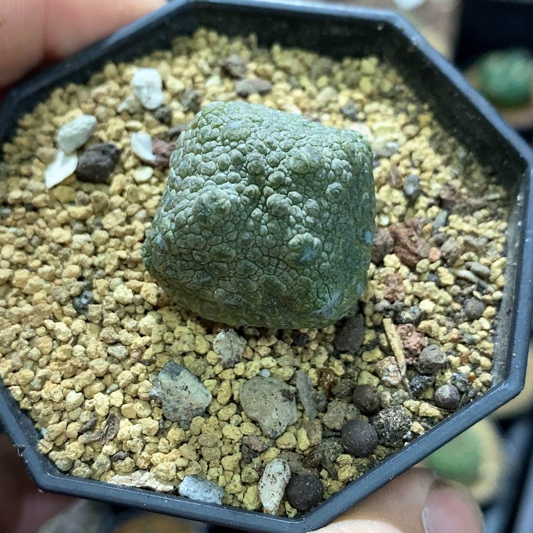 孤品实生特选泰系豆腐块四方凝蹄玉2.7cm