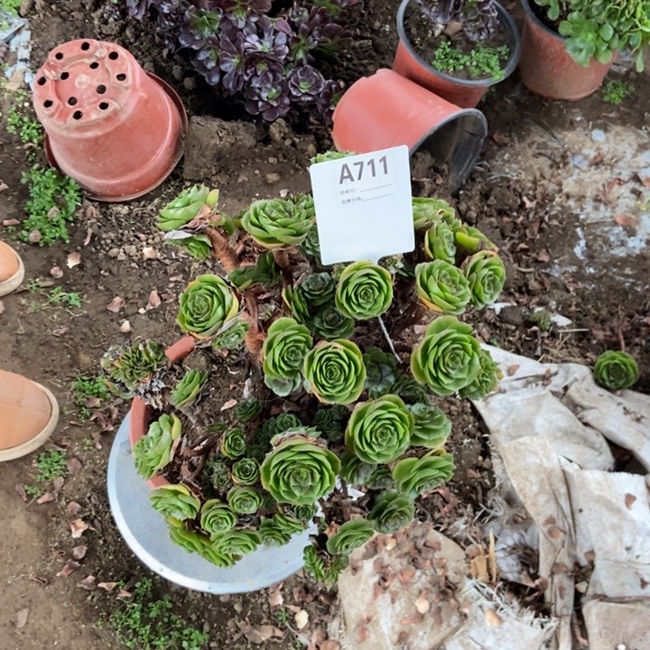 w***pA711万胜节缀化老庄老庄