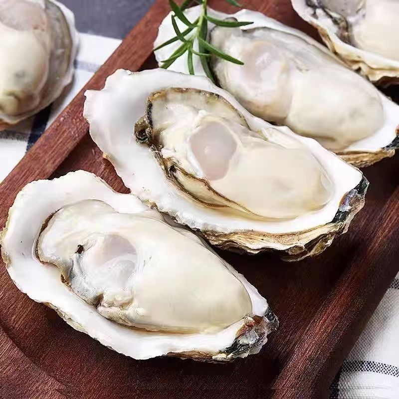 正宗湛江生蚝产地顺丰直发带壳鲜活5斤生蚝特大海蛎子