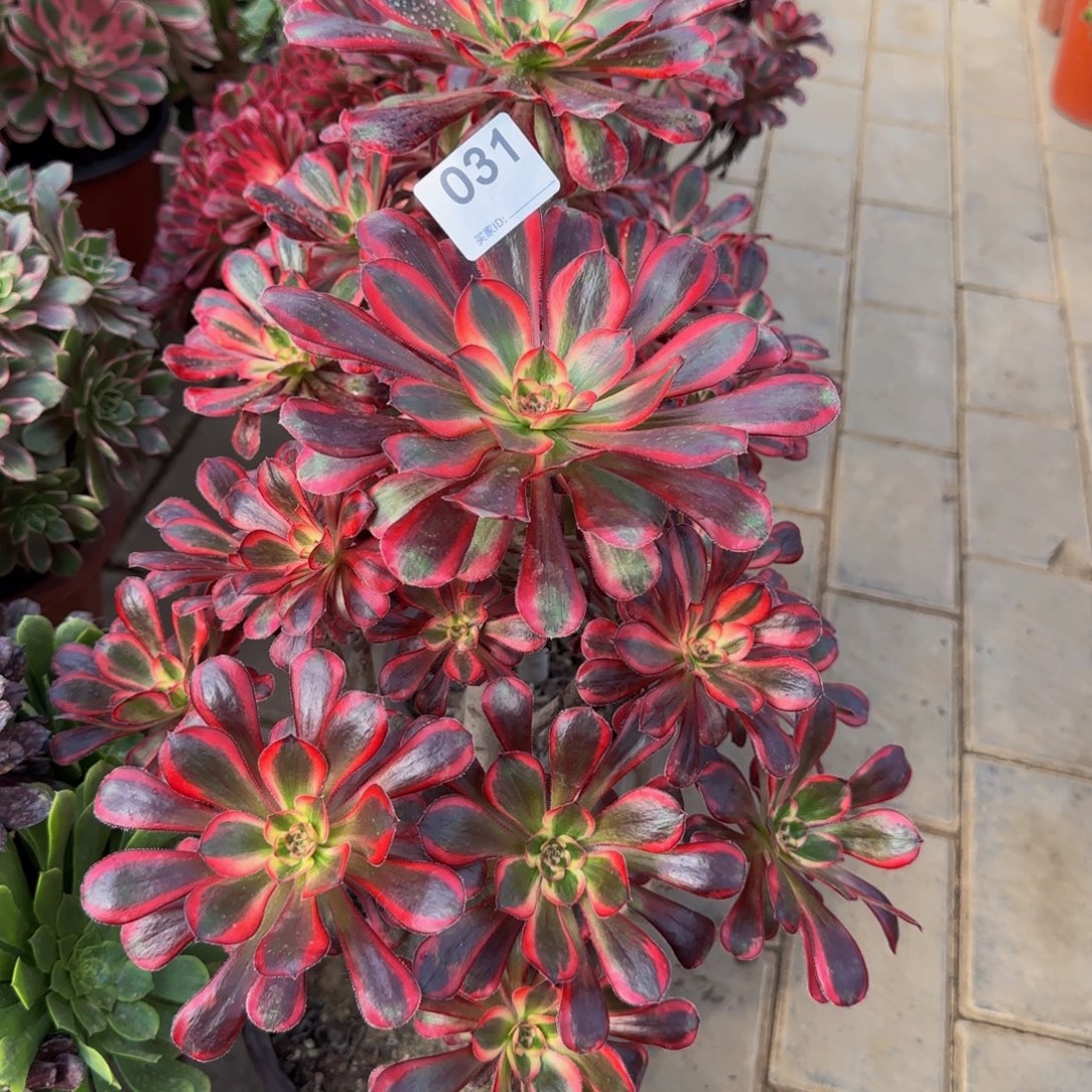 开***好丽娜003.031        