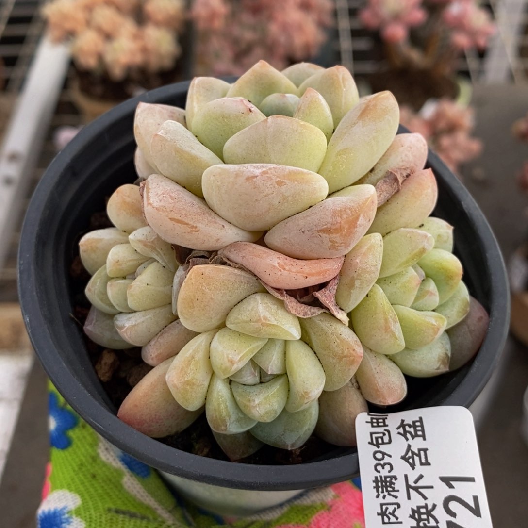 冰玉721/7c m不包整