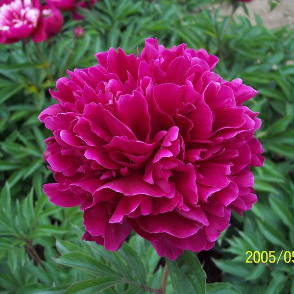 高感红芍药小方盆+牡丹接穗苗