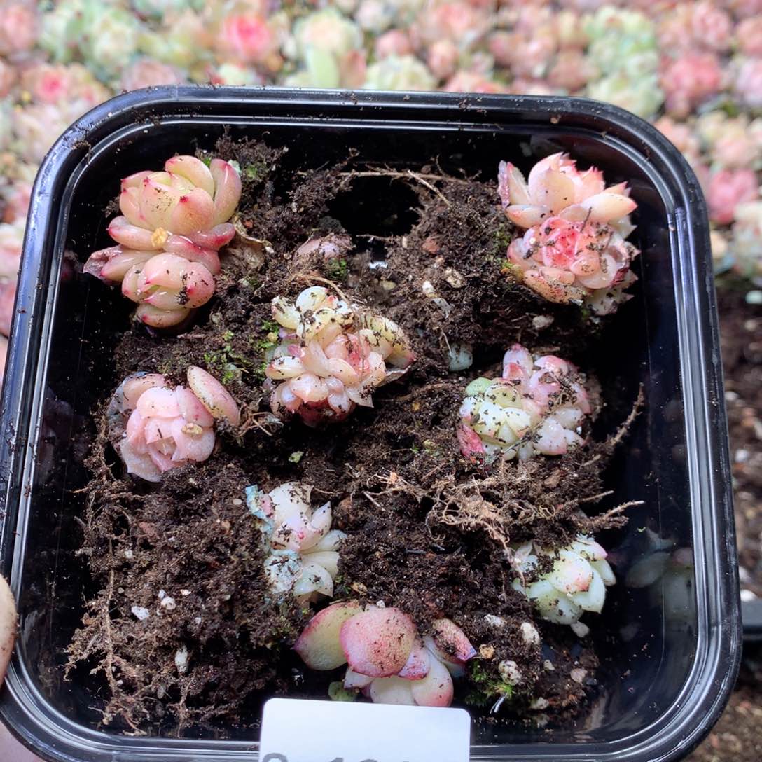 珍***_无花朵S196英语英语