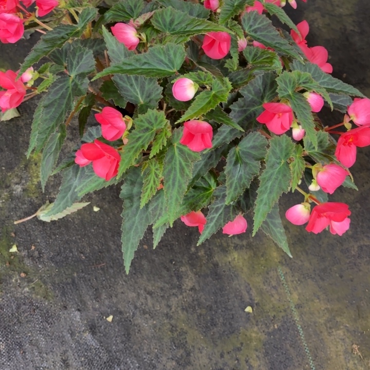 大部分花苞少量开放大盆初吻只包到手不包养护