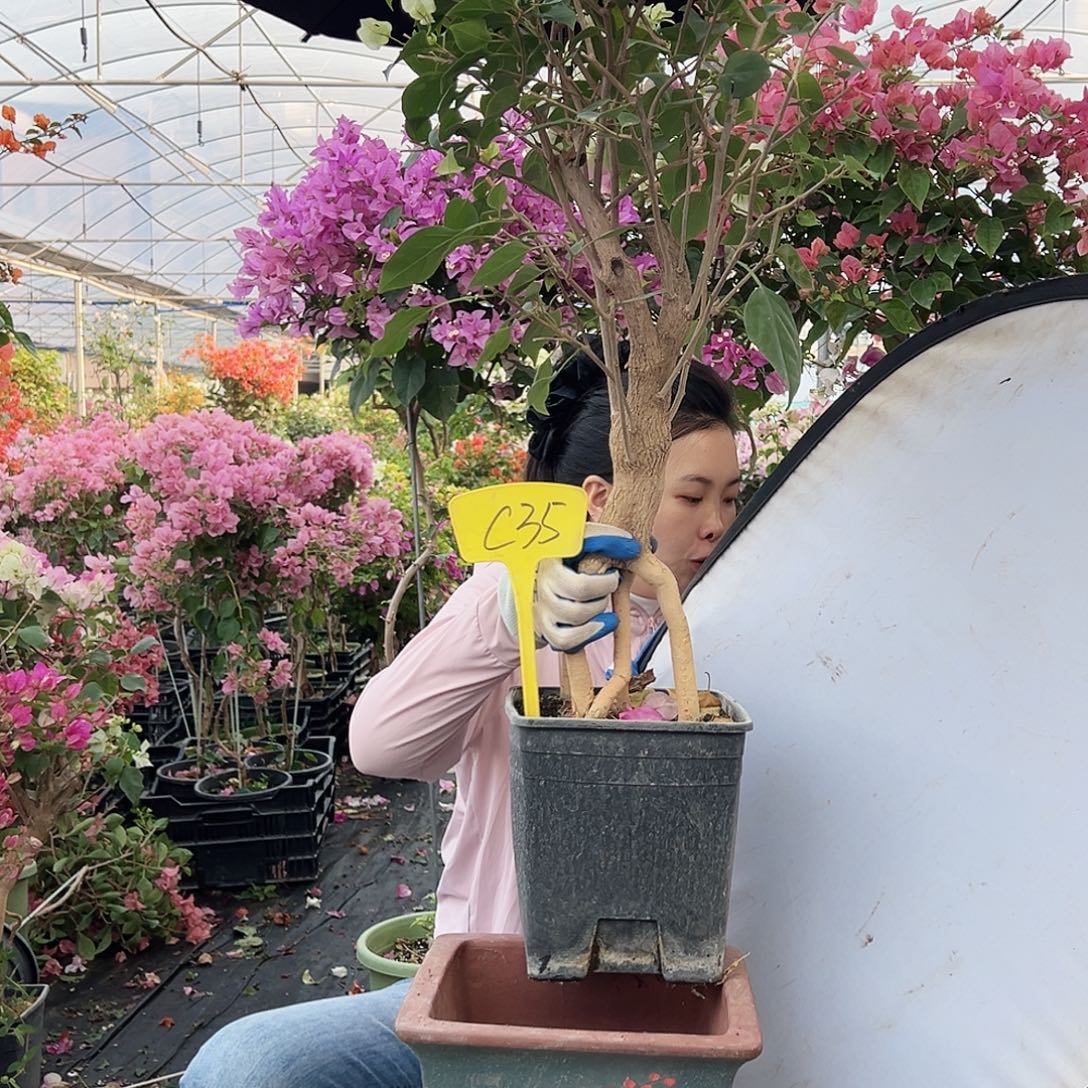 富***儿完全开放C39绿樱提根