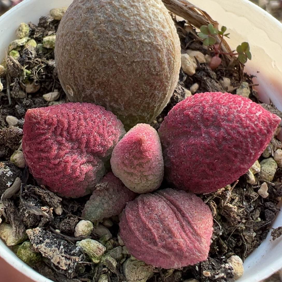 32号粉核桃腹部系多肉植物