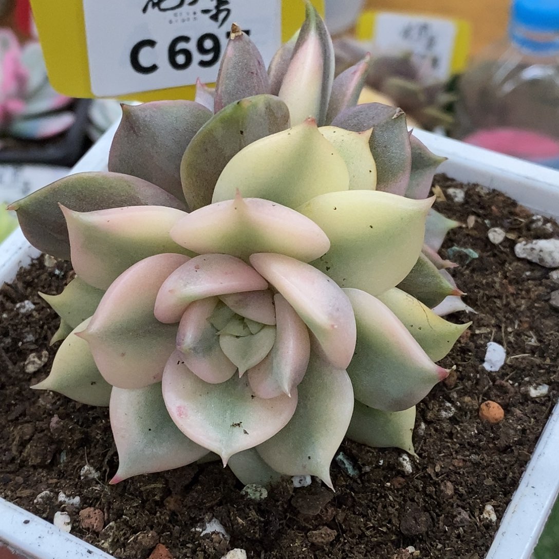 697福利哈哈哈哈哈哈