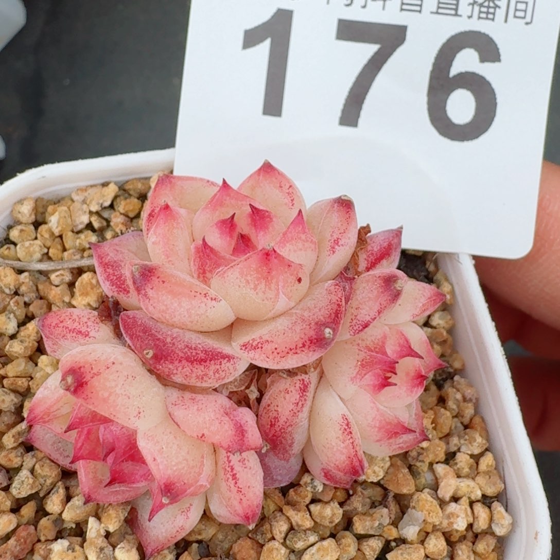 小甜甜         精品多肉