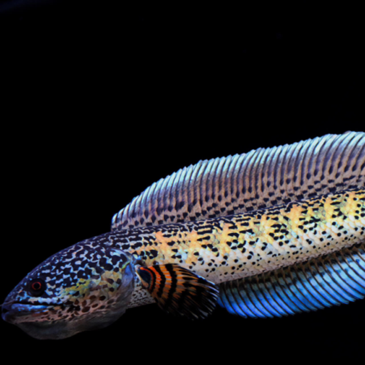 雷龙鱼直播选鱼链接