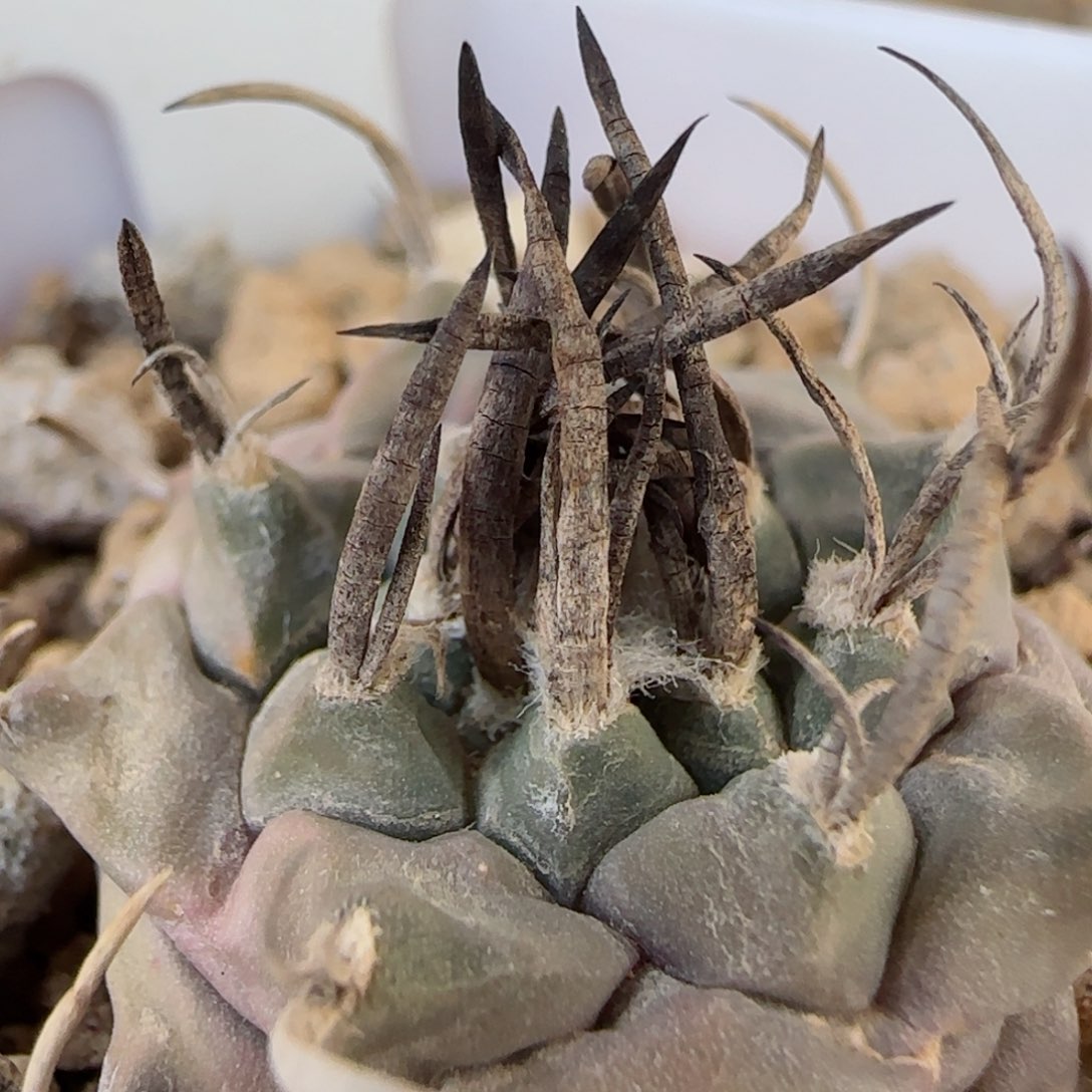 A035实生碳刺升云龙多肉2.8厘米