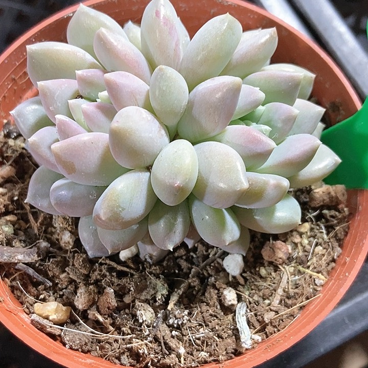 多肉植物奶糖913