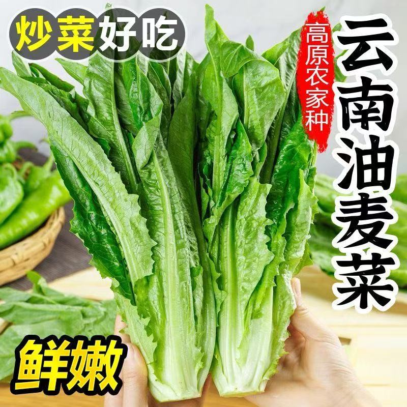 云南基地新鲜采摘新鲜发货农户种植豇豆