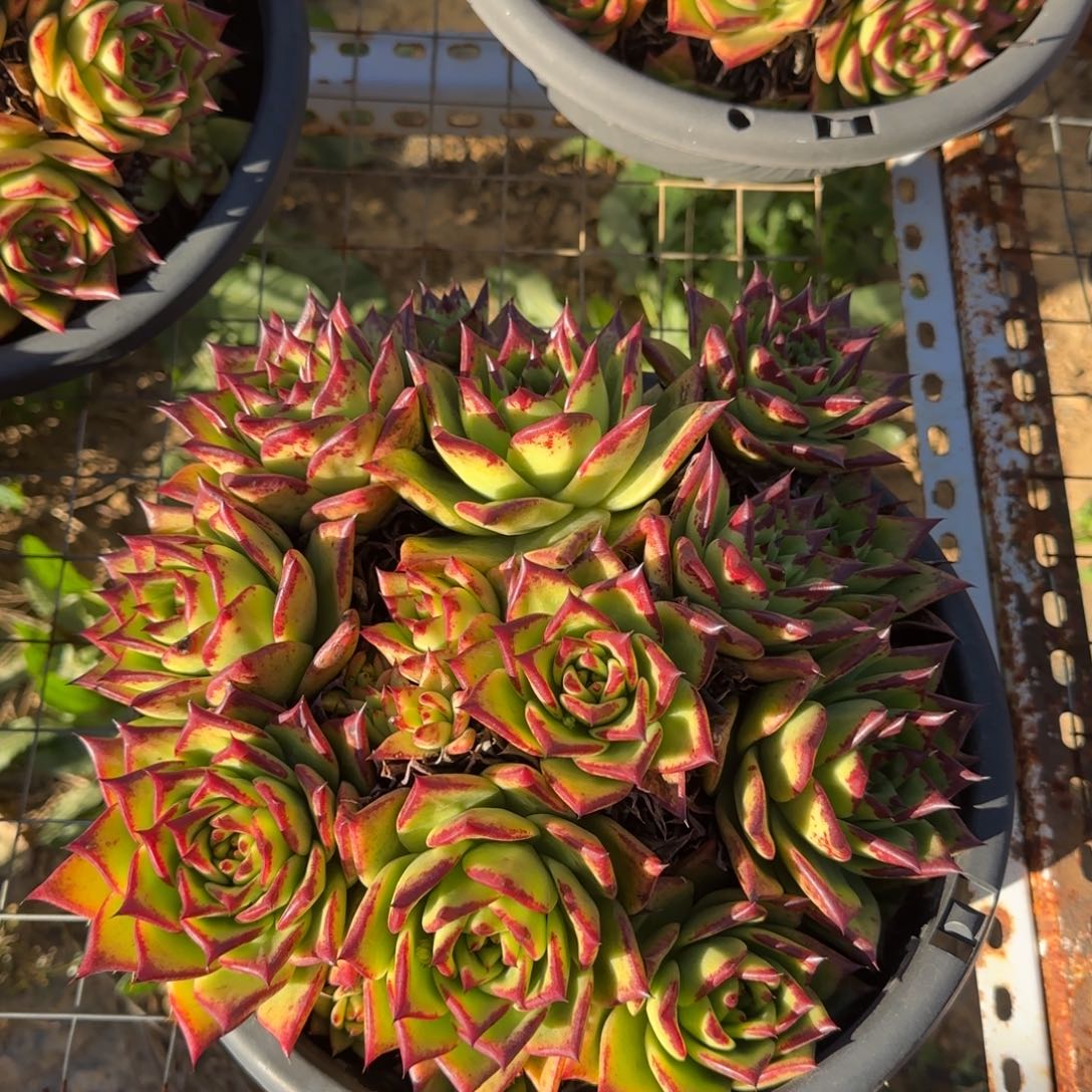 小***8福利多多多多多多