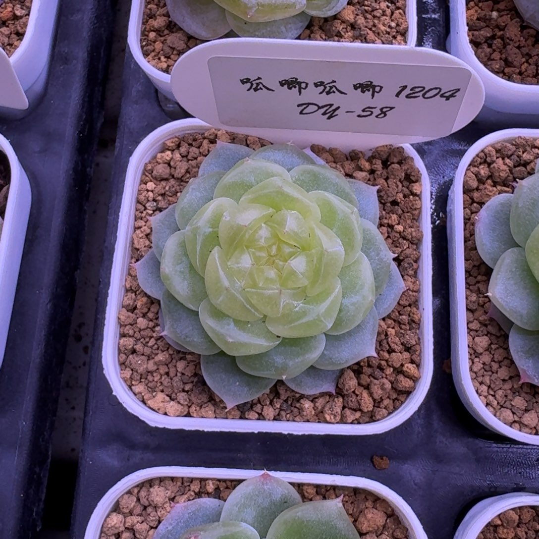 1204-58-0006单头一颗