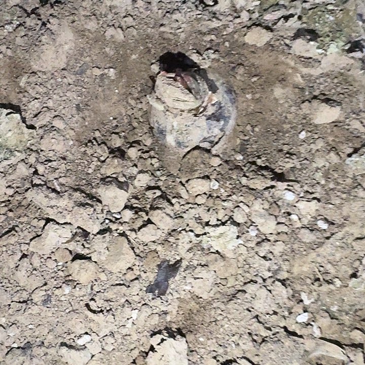 T35裸根4.5厘米带花剑一棵