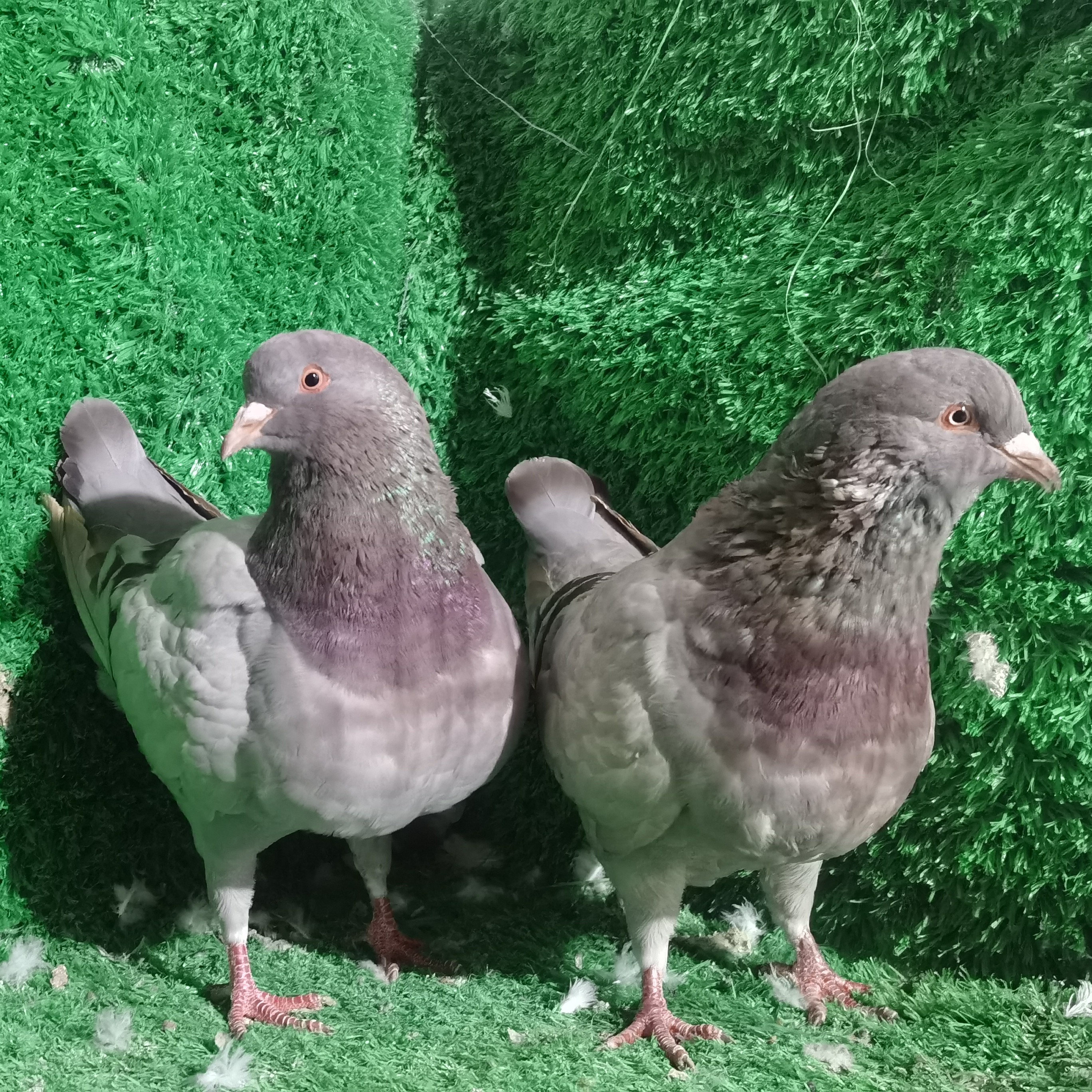 纯种大体下蛋王鸽活体生鲜肉鸽信鸽青年鸽