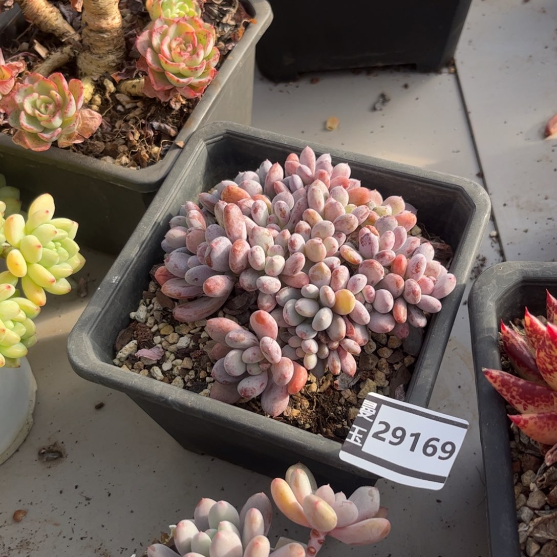 香香雪多肉植物29169