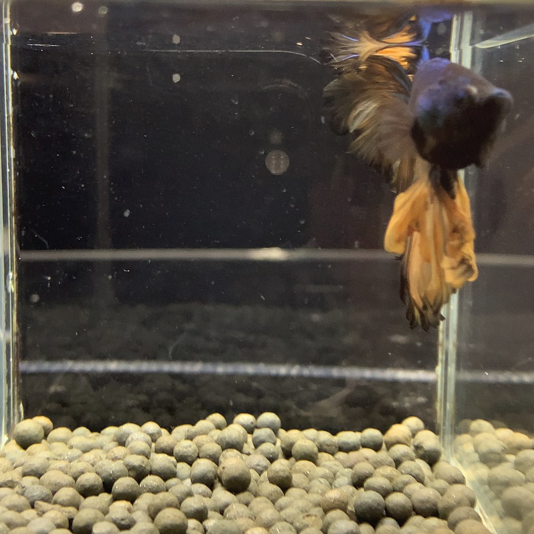 海水鱼七弟泰国斗鱼873