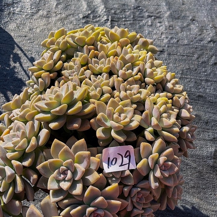 《****》淡雪群生；1029