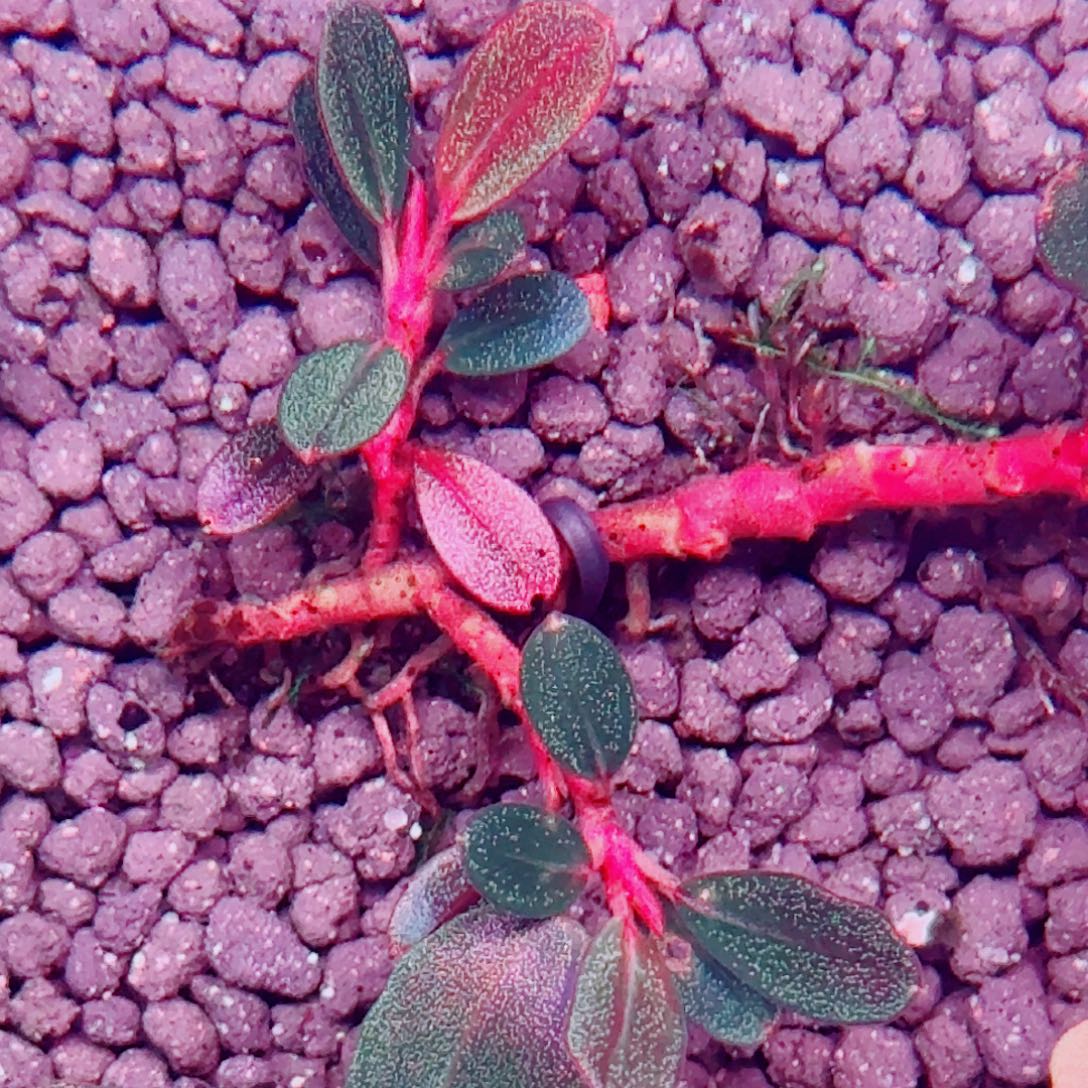 无花朵福利428福利价植物一头