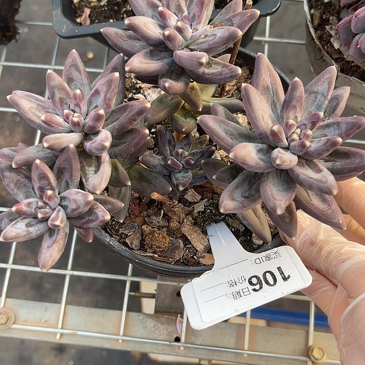 两单包邮，一物一拍106凤羽