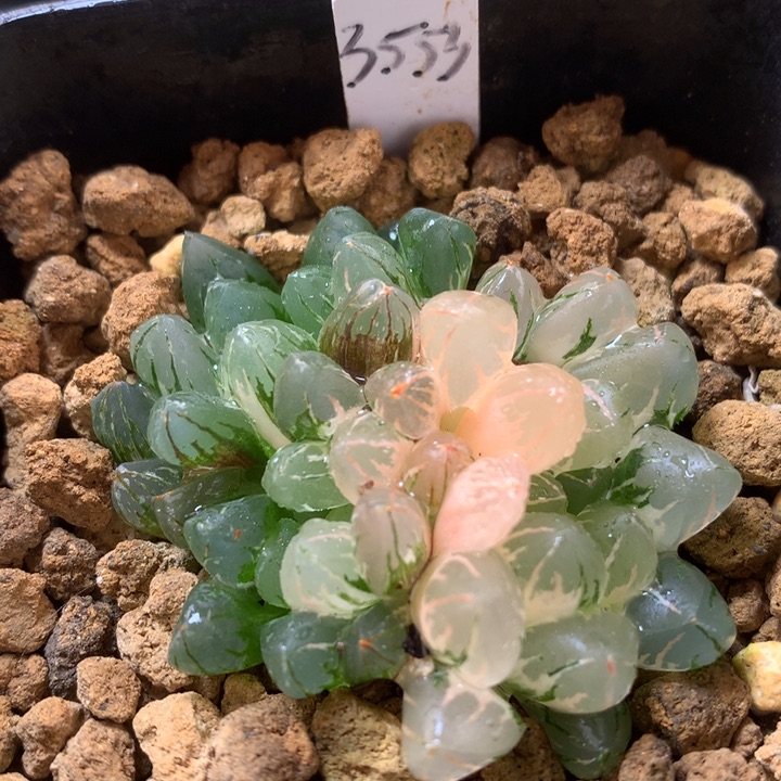 水晶灯玉露锦dai er nv t