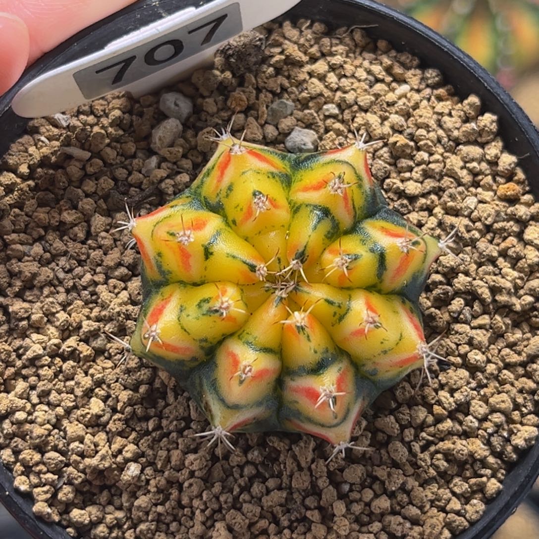 幻影骑士 米哈仙人球