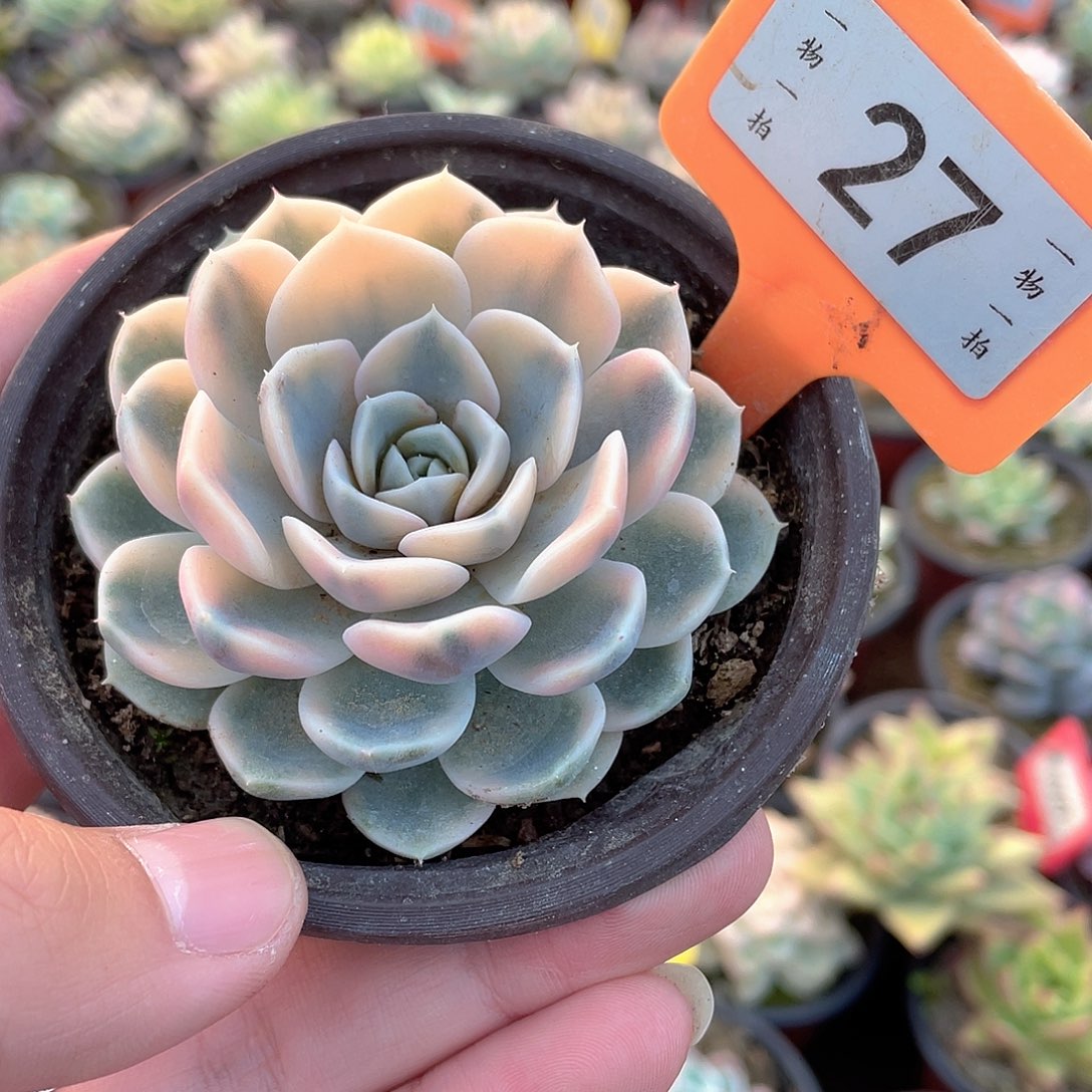 茶***哥27号多肉植物盆栽