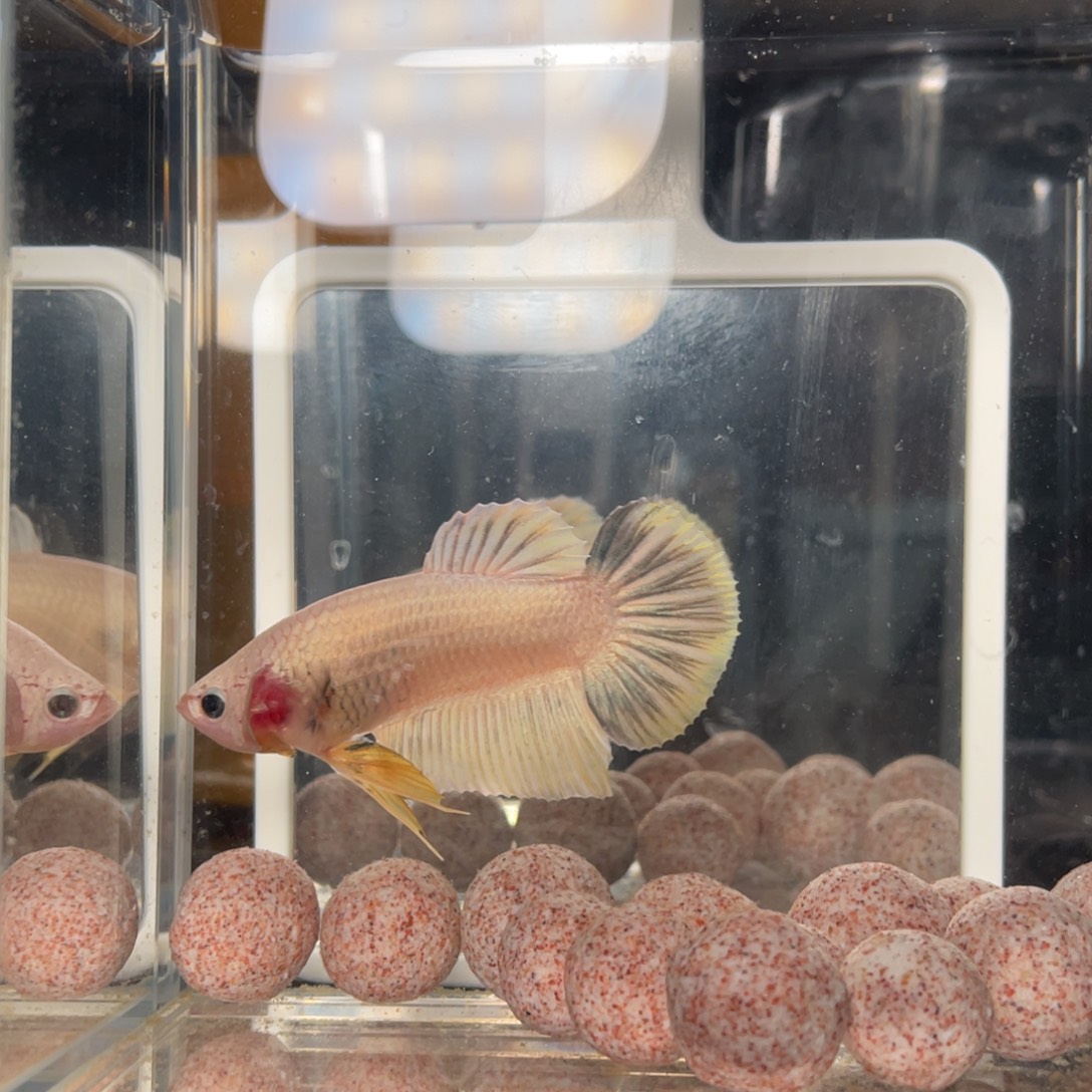 斗鱼12.30 巨斗将军092