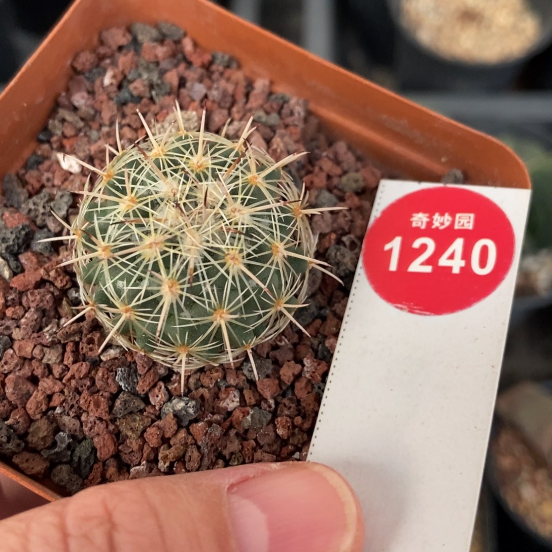 实生带中刺顶花圣雄丸3cm