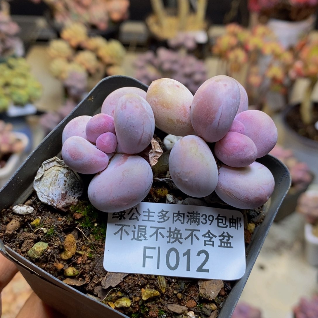 012蛋黄奶多肉4c m