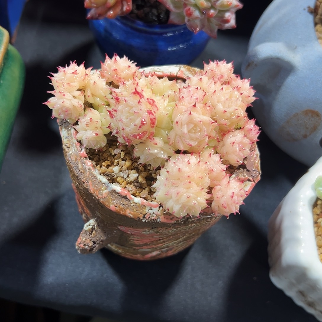 女王小老桩多肉植物