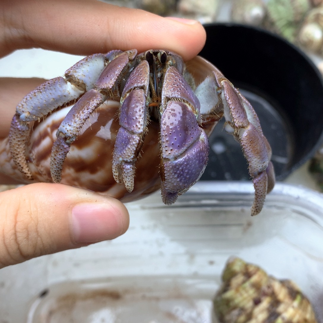 a29鸡腿壳梦幻紫粉里拉