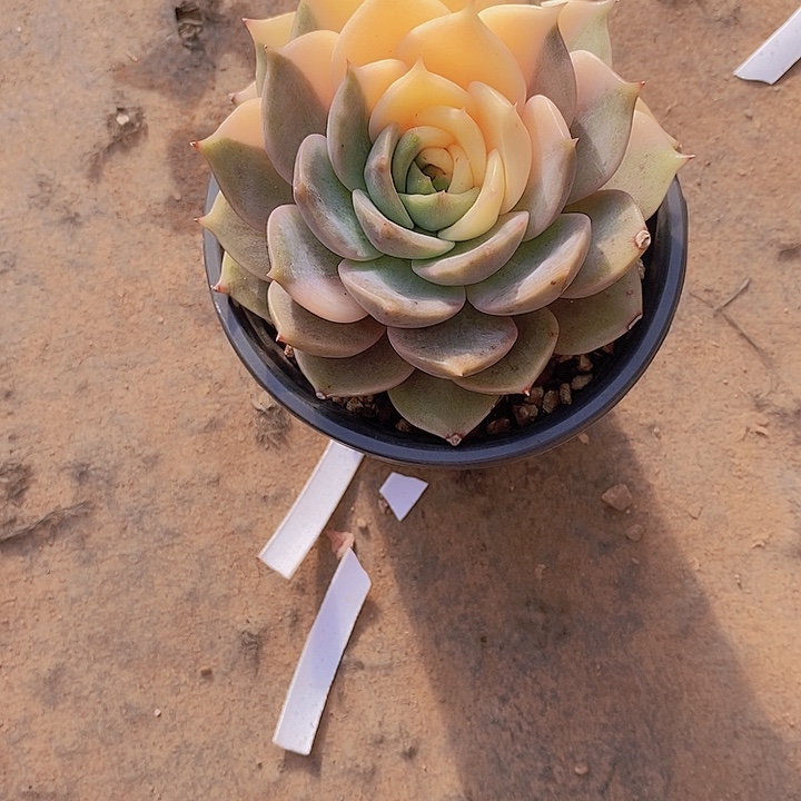 白***白贝加尔湖锦多肉植物老桩