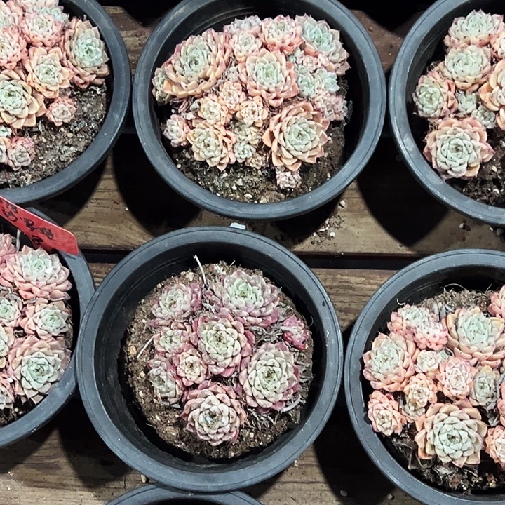 团078号。  沙罗姬