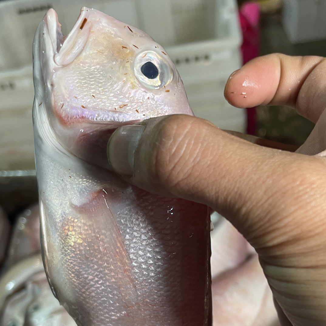 汕尾本港野生浅海红马头鱼带着鱼鳞煎超嫩