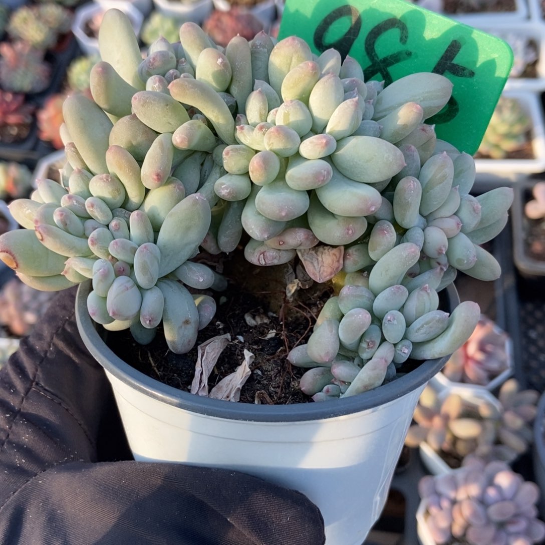 985三日月奶酪缀多肉