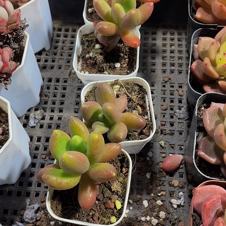 芒果奶带盆土发货