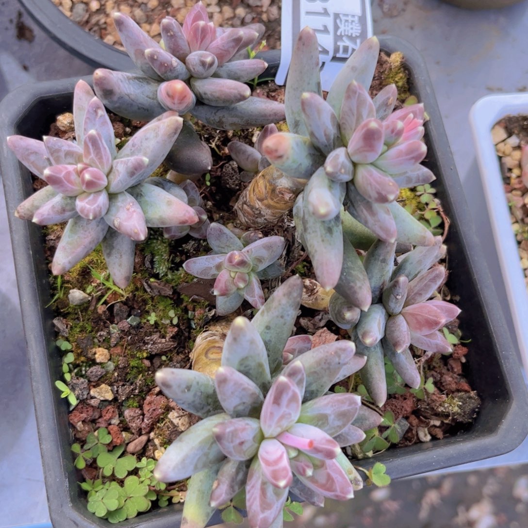 凤羽31143多肉植物