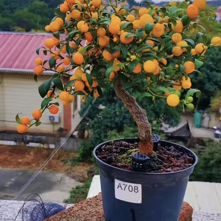 集美小豆苗（籽播苗）
