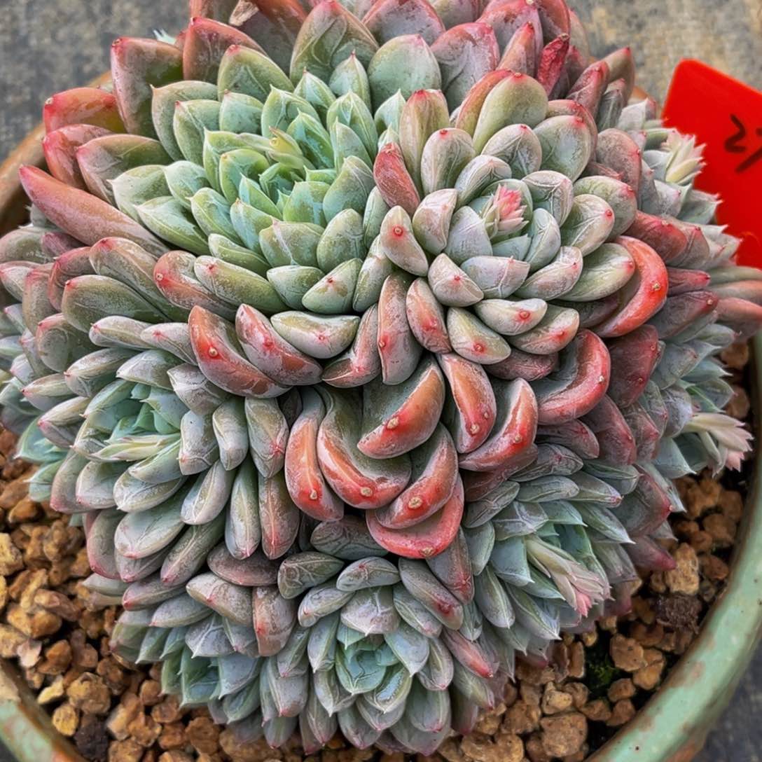 2725号上午多肉植物群生多肉植物