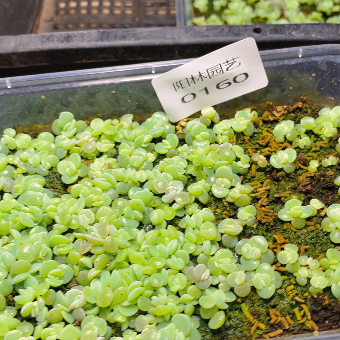 ^****多肉植物多肉植物160