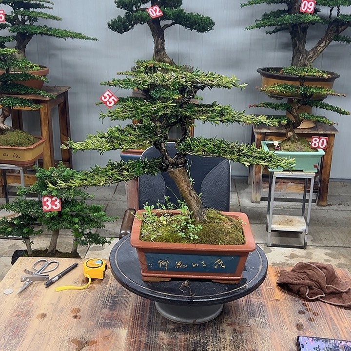 无花朵米叶罗汉松