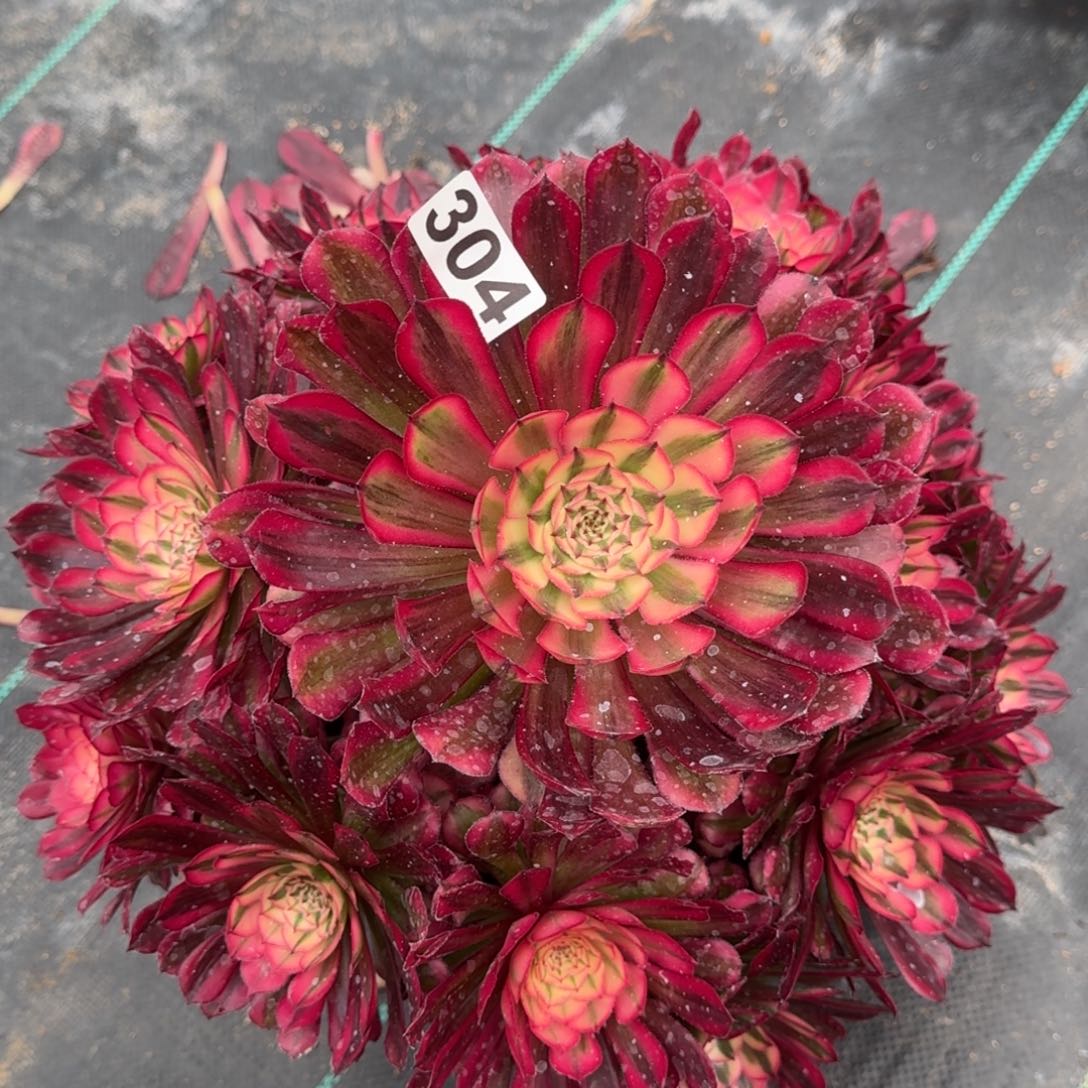 304红白多肉植物