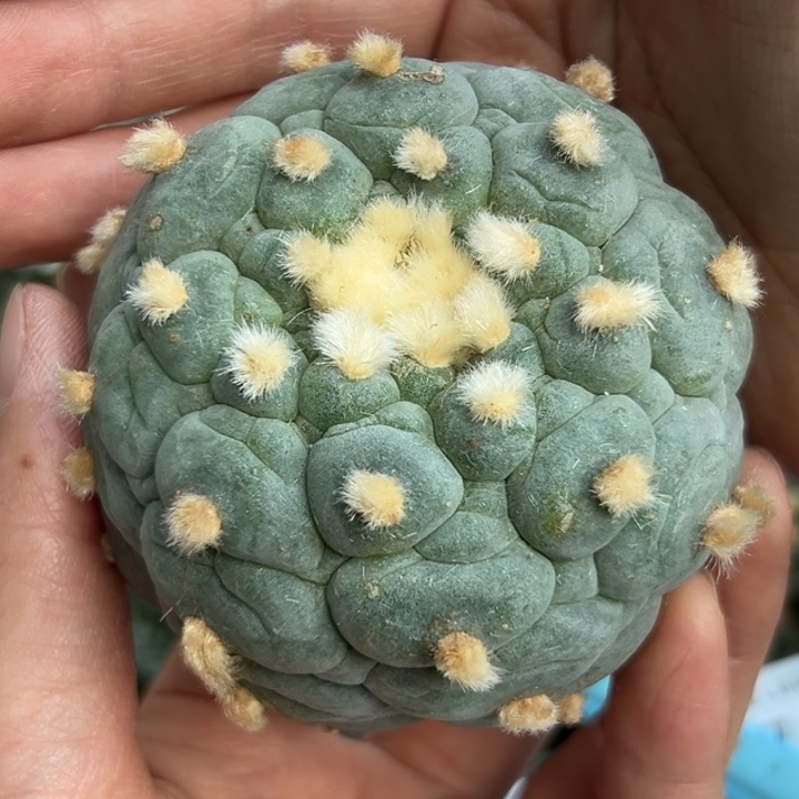 266 无根 仙人球的故事是