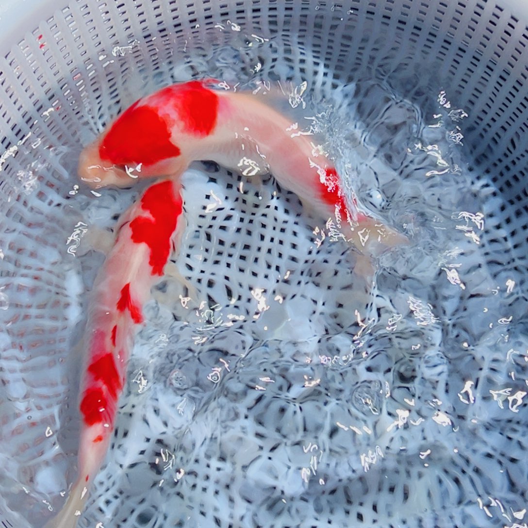 锦鲤锦鲤观赏鱼6666